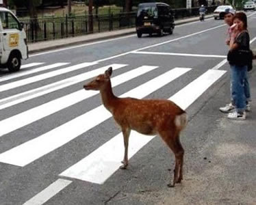 Deer-crossing-the-street